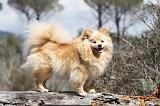 SPITZ ALLEMAND 326
